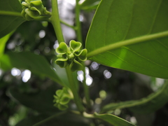 Diospyros nigra