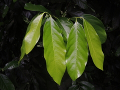 Diospyros nigra