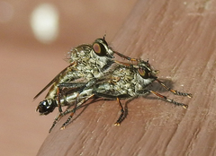 Machimus sadyates