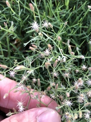 Erigeron divaricatus
