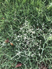 Erigeron divaricatus