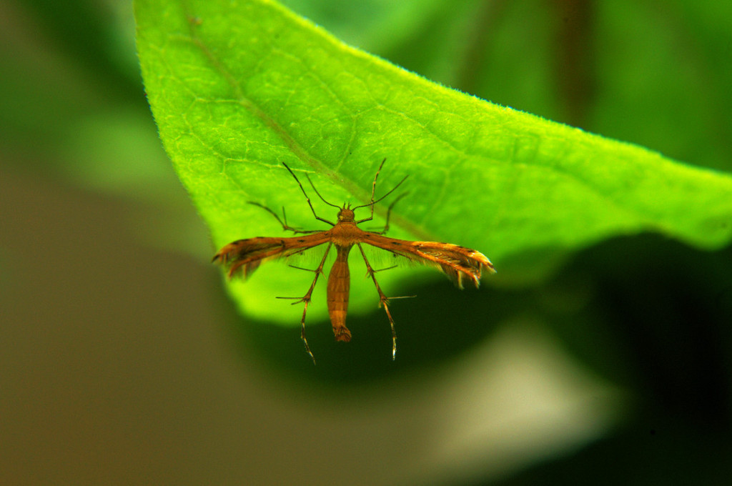 Stenodacma pyrrhodes