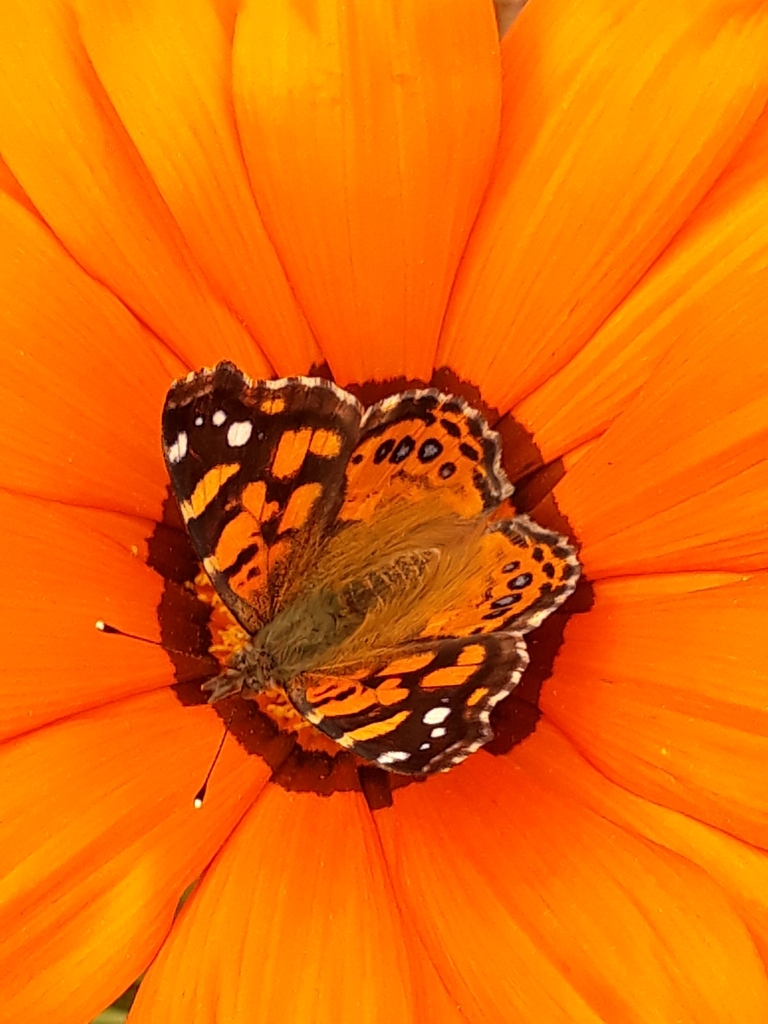 Subtropical Lady