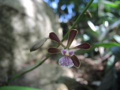 Encyclia