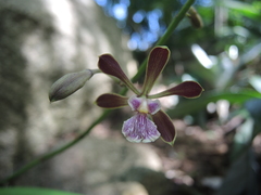 Encyclia