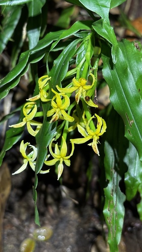 Apostasia odorata