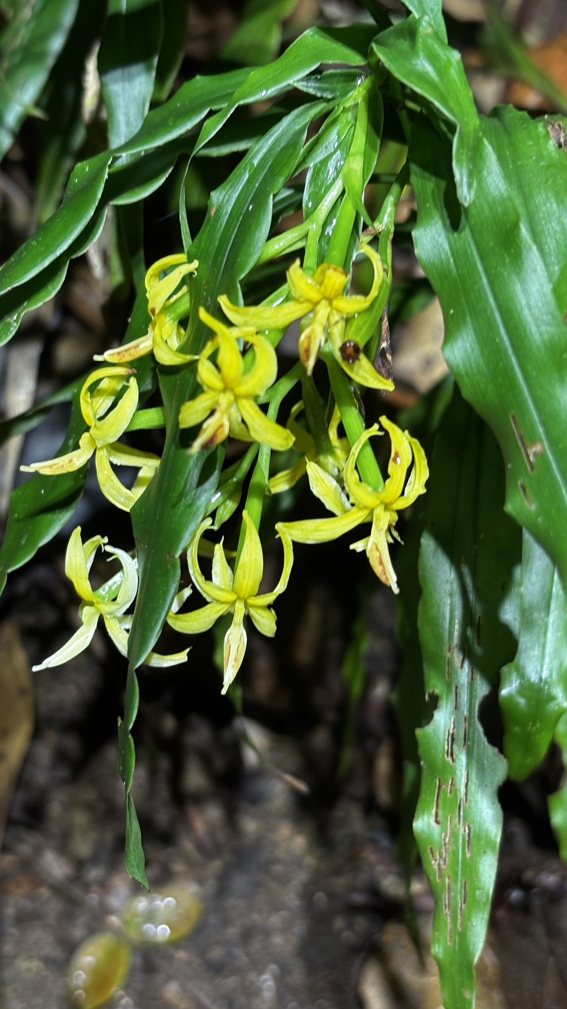 Apostasia odorata — ảnh 2