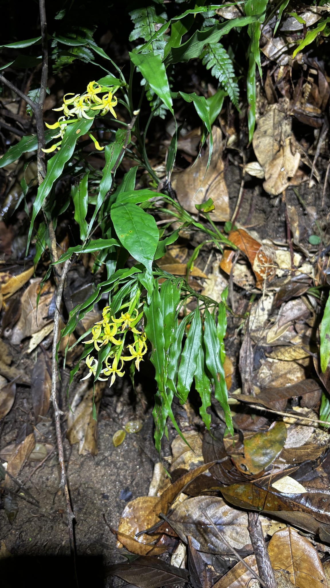 Apostasia odorata — ảnh 3