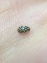 Anisosticta bitriangularis