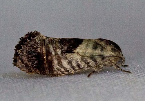 Eupselia carpocapsella (Walker, 1864)