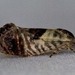 Eupselia carpocapsella - Photo (c) Ian  McMillan, algunos derechos reservados (CC BY-NC)