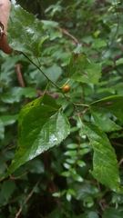 Celtis smallii