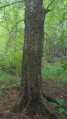 Celtis smallii
