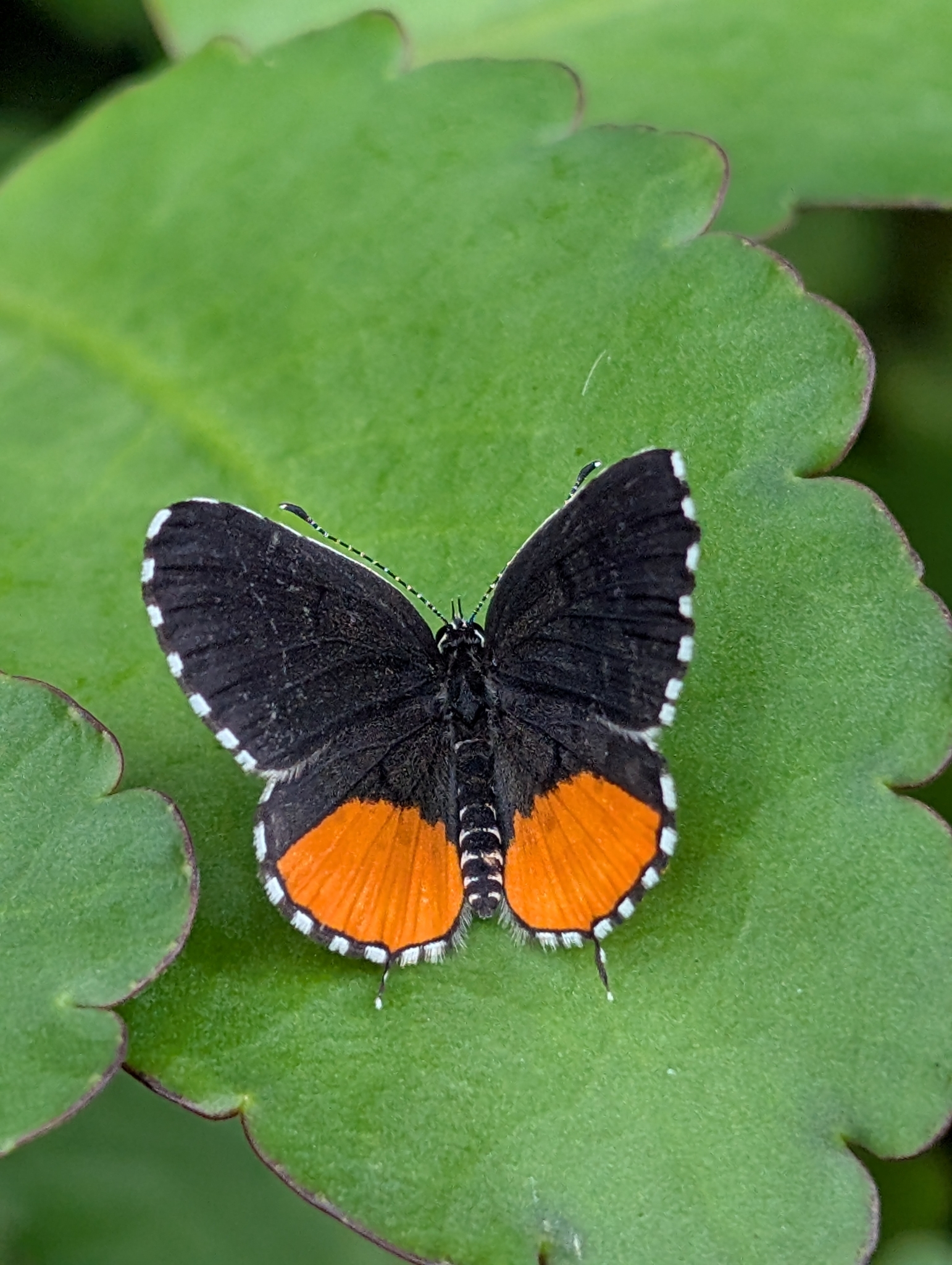 Red Pierrot