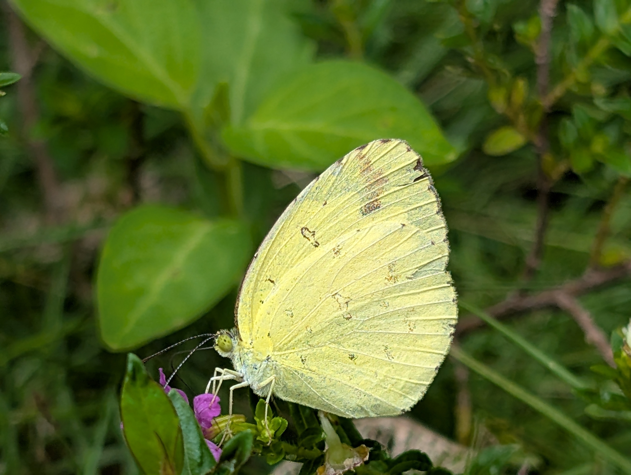 Common Grass Yellow