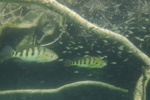 Bay Snook