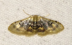 Idaea scintillularia