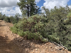 Arctostaphylos pringlei