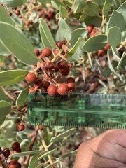 Arctostaphylos pringlei