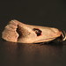 Acanthodela erythrosema - Photo (c) Donald Hobern, algunos derechos reservados (CC BY)