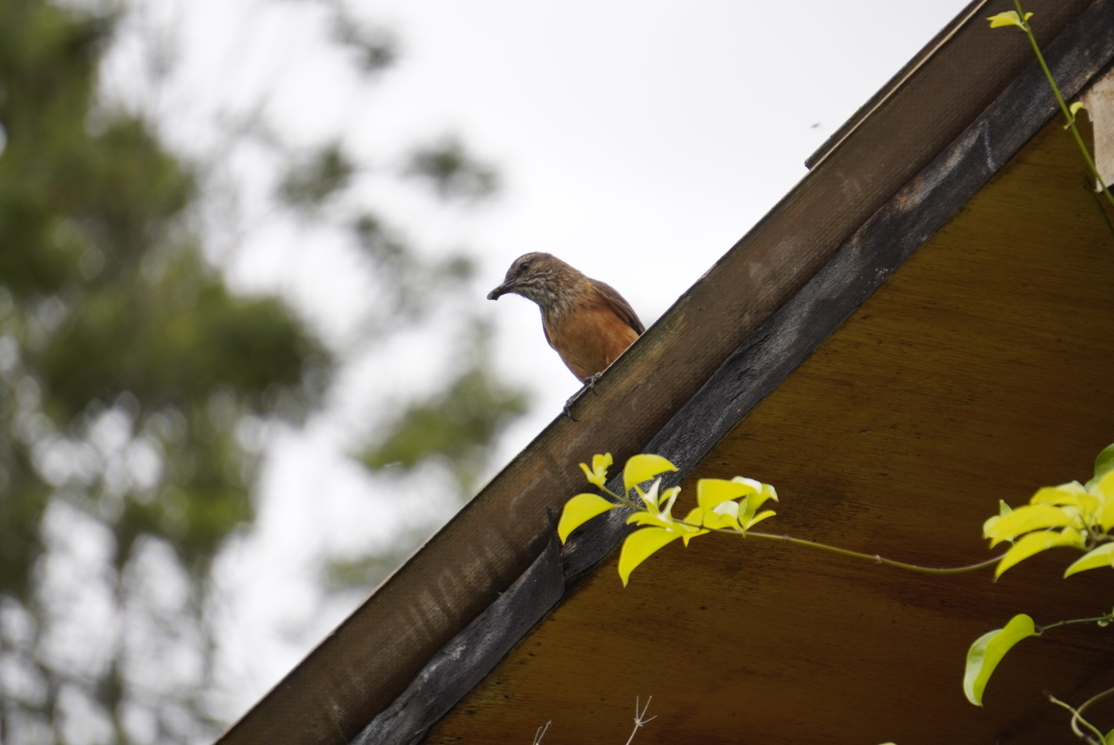 Streak-throated Bush Tyrant (Myiotheretes striaticollis), photo 6