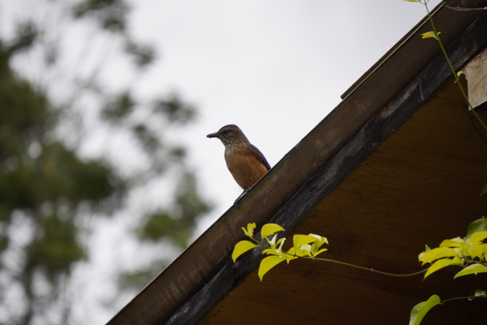 Streak-throated Bush Tyrant (Myiotheretes striaticollis), photo 7
