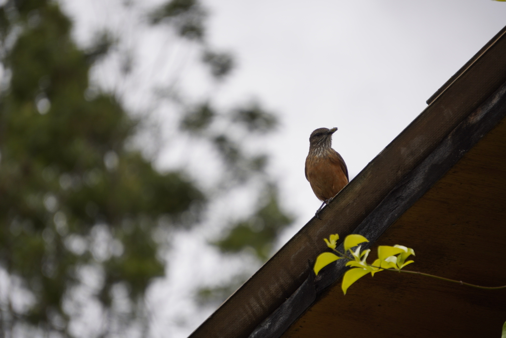 Streak-throated Bush Tyrant (Myiotheretes striaticollis), photo 8