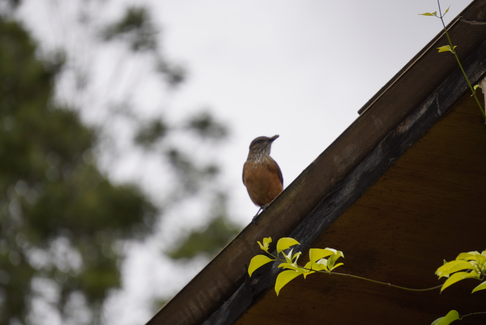 Streak-throated Bush Tyrant (Myiotheretes striaticollis), photo 10