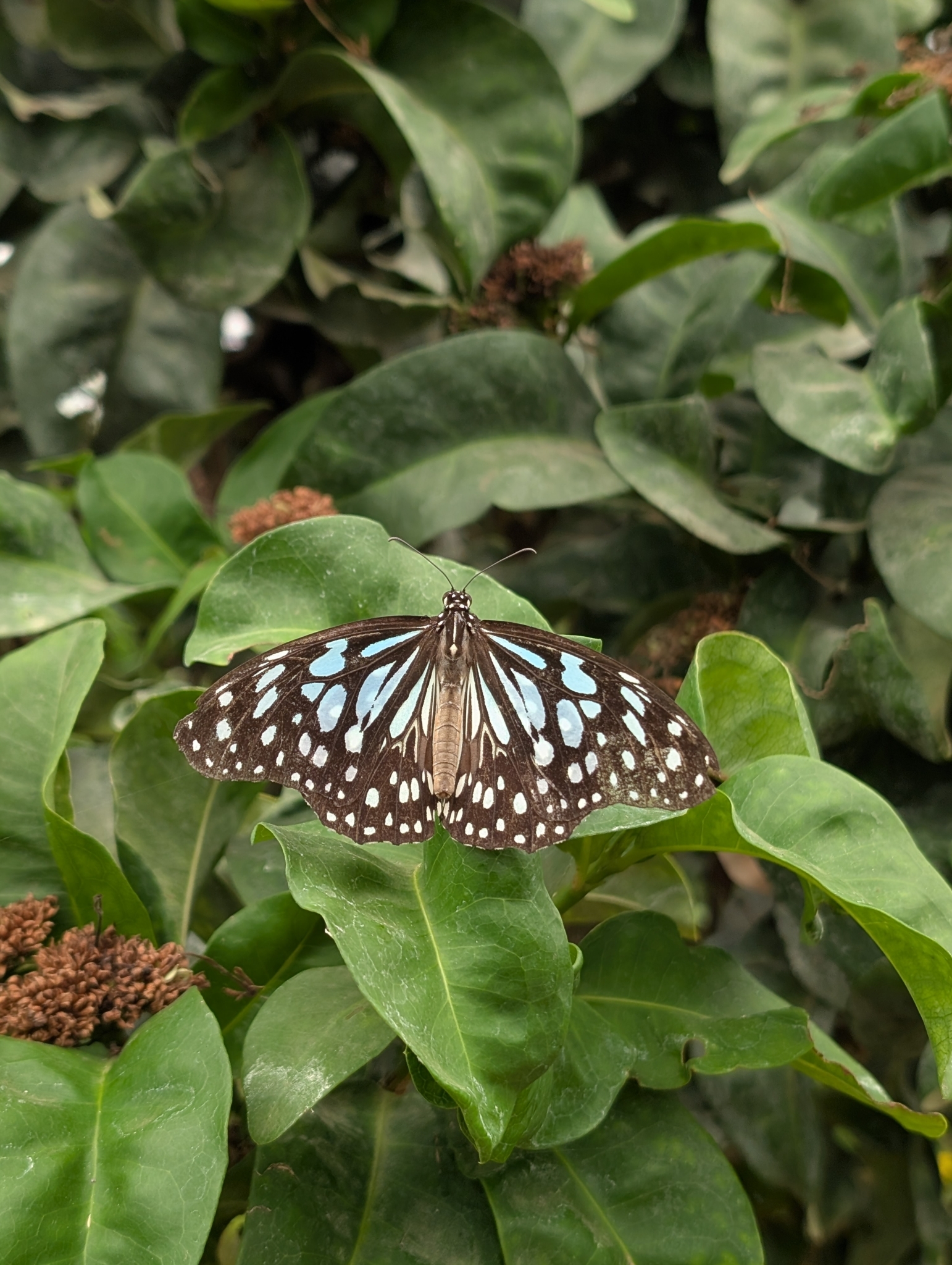 Blue Tiger