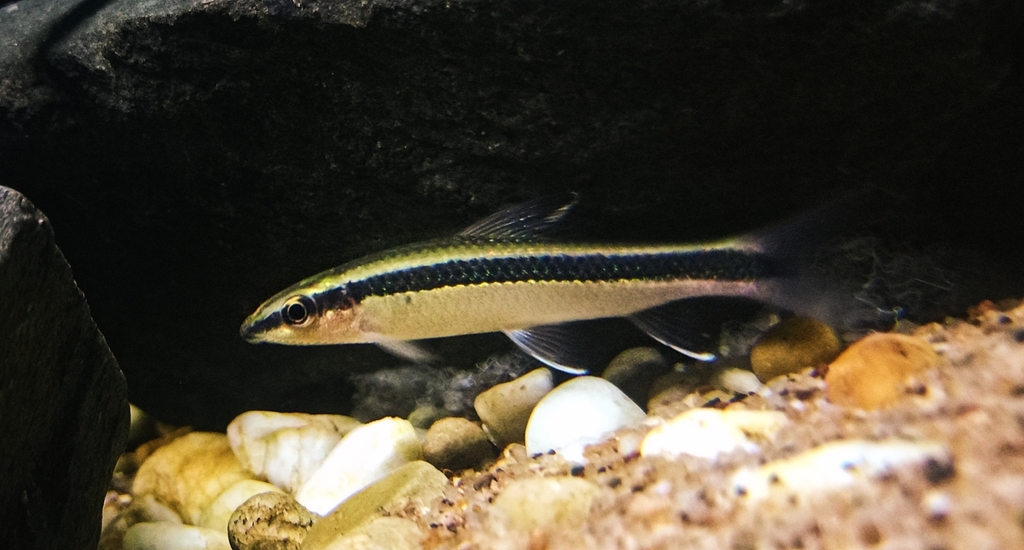 Flying Fox Carp (Epalzeorhynchos kalopterus)