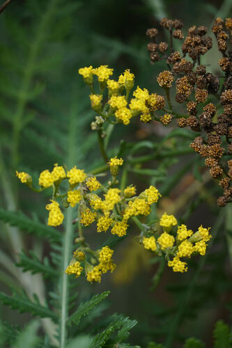 Gonospermum canariense, photograph 4