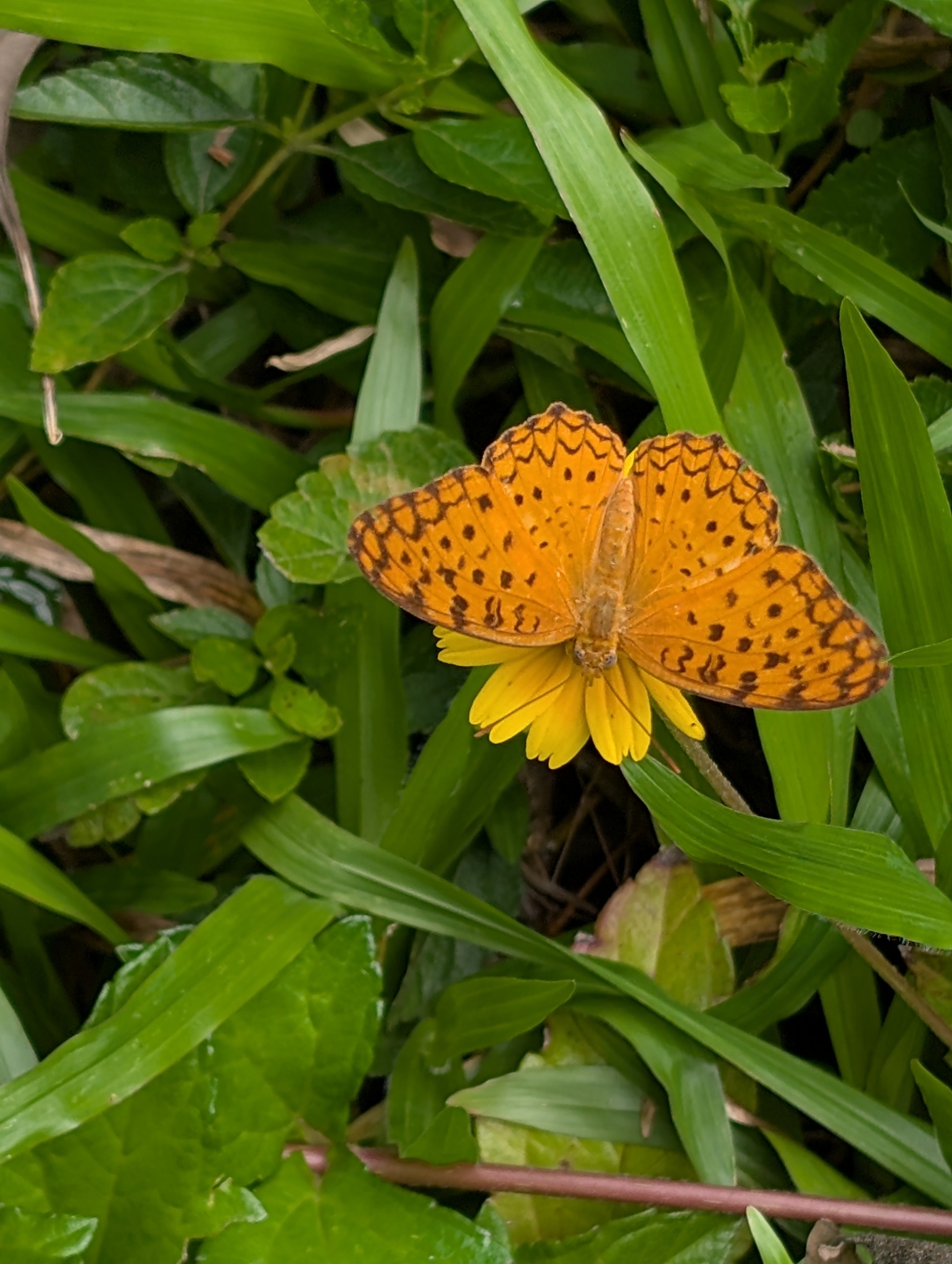 Common Leopard