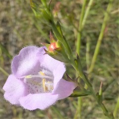 Agalinis heterophylla