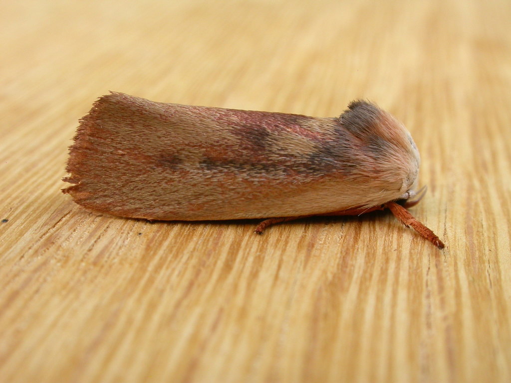 Cryptophasa