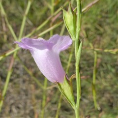Agalinis heterophylla