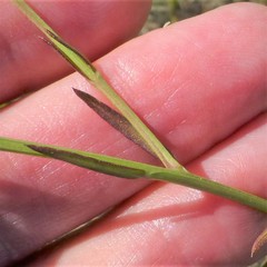 Agalinis heterophylla