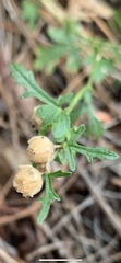 Sphaeralcea rusbyi