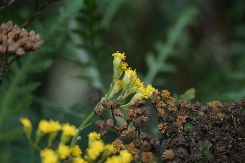 Gonospermum canariense, photograph 6