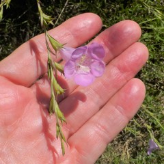 Agalinis heterophylla