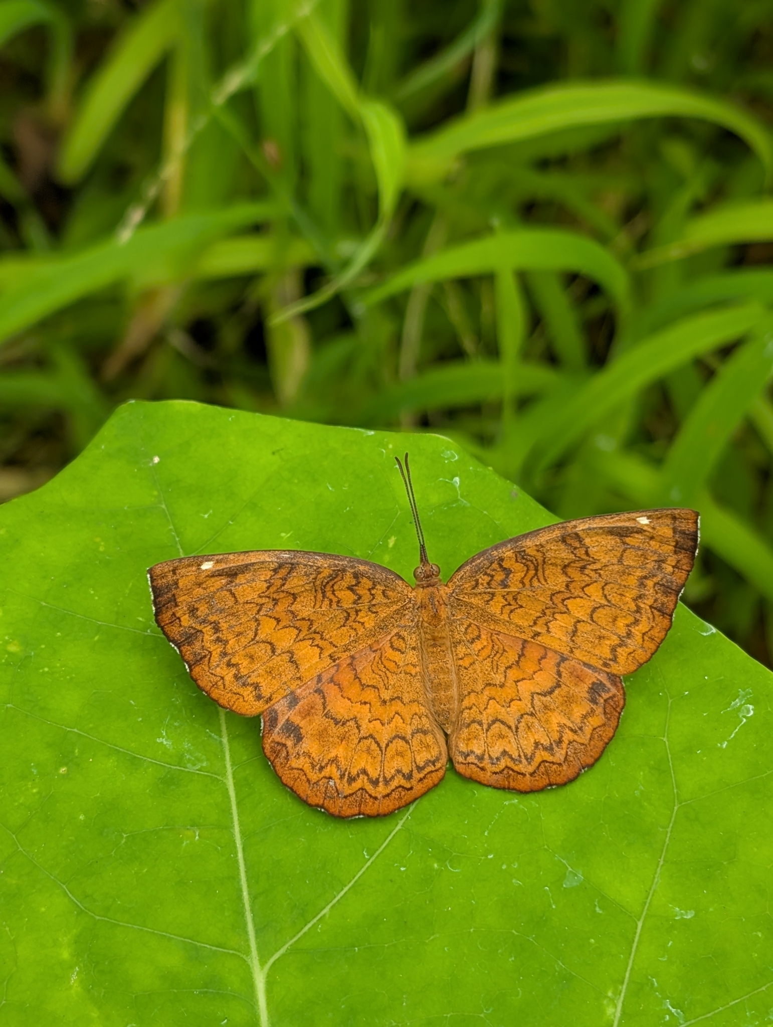 Common Castor