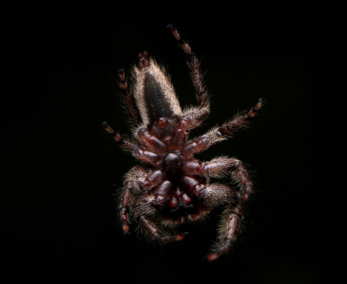 Photo of Tan Jumping Spider (Platycryptus undatus)