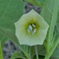 Physalis angulata