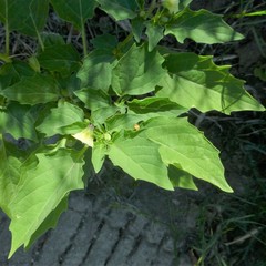 Physalis angulata