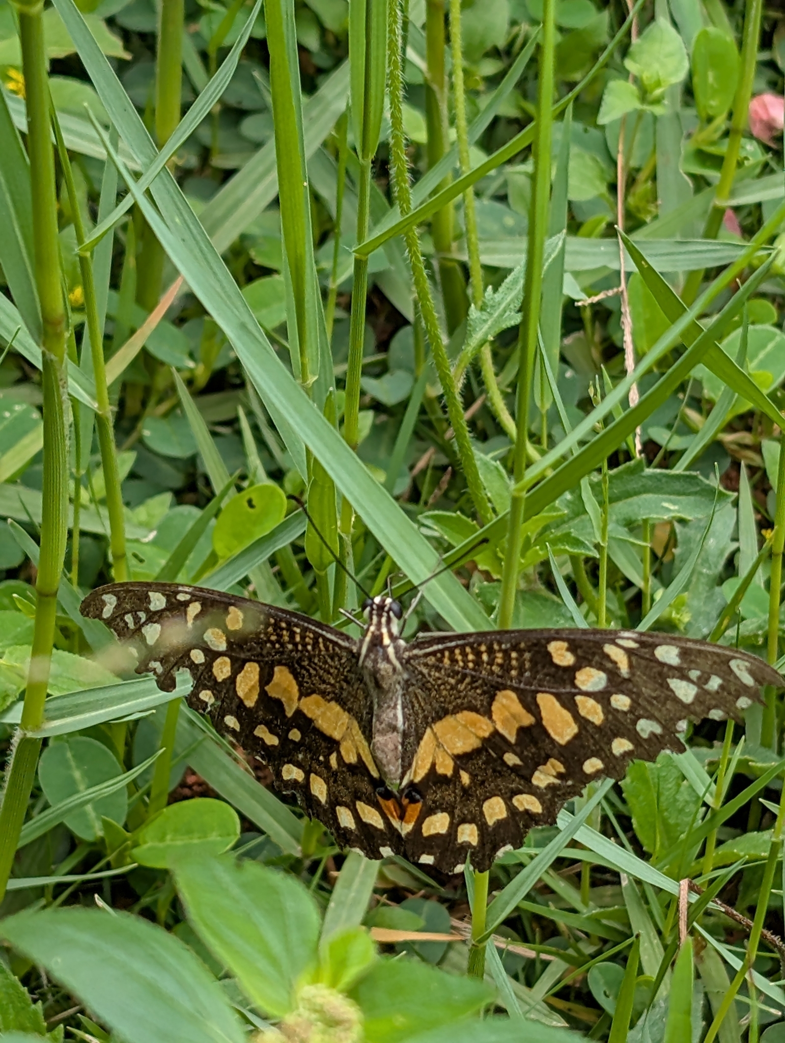 Lime Swallowtail