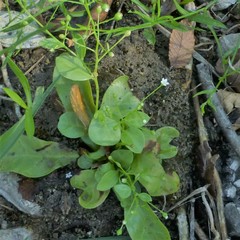 Samolus parviflorus