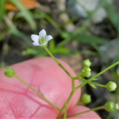 Samolus parviflorus