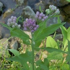 Pluchea odorata