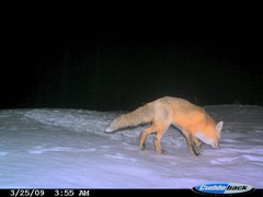 Vulpes vulpes necator