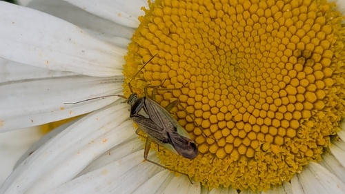 trivial plant bug, Noordwijkerhout, Nederland, photo 7 of 10