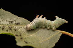 Tritophus (Tritophus)
